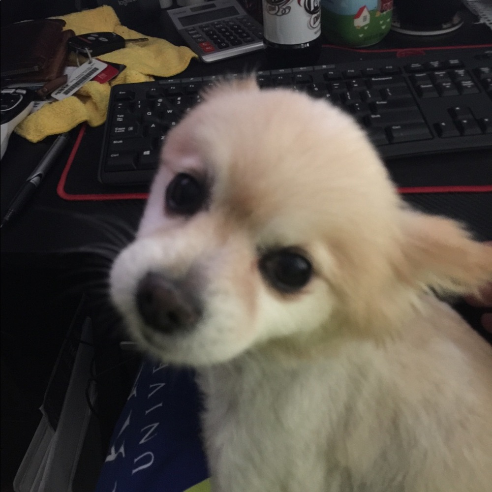 Meet your Posher, Thomas